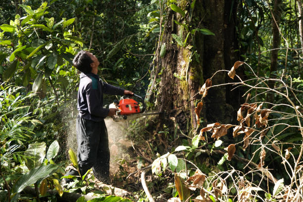 Professional Tree Service in Wingate, NC